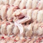 Chicken-003 (1)